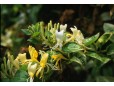 Lonicera japonica (Mâna Maicii Domnului)